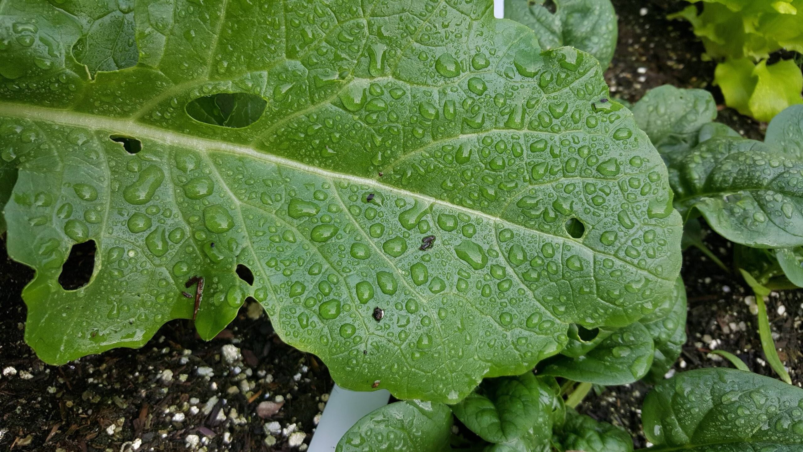 Effective Pest Management: Protecting Your Garden