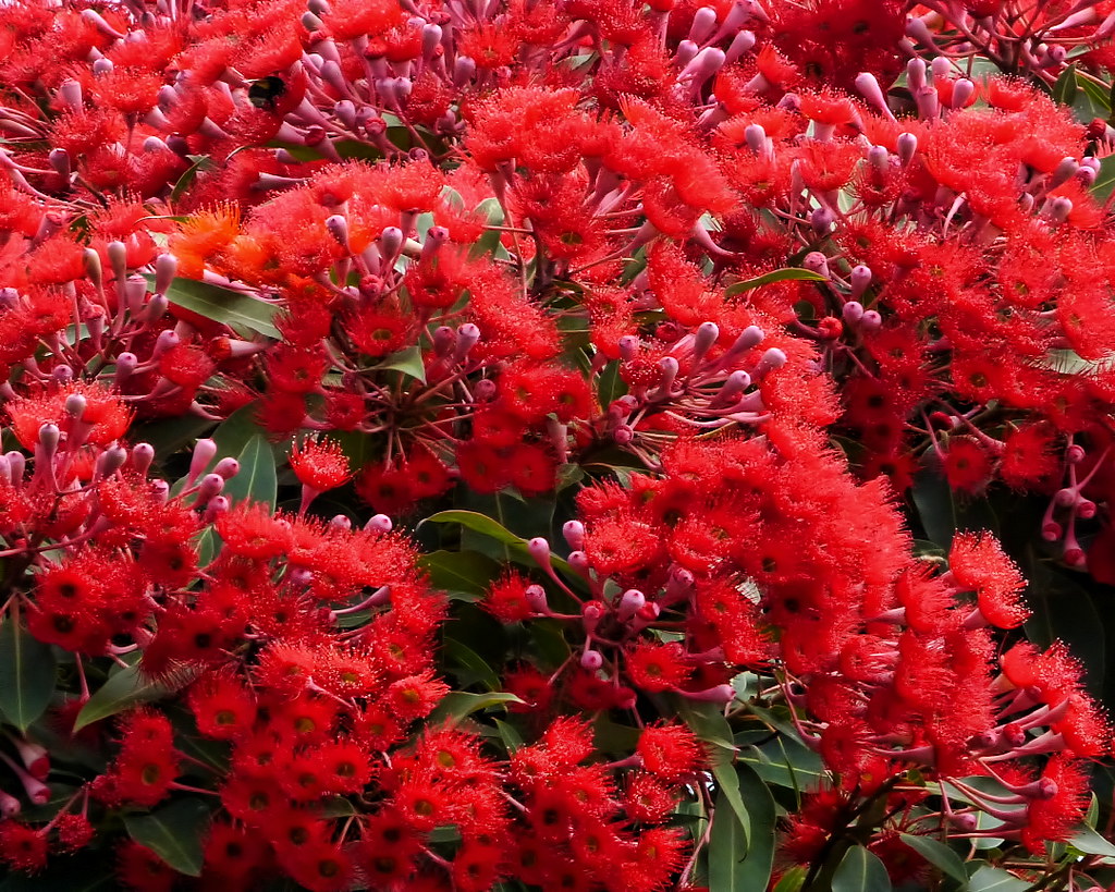 Choosing Seasonal Flowers for Year-Round Blooms