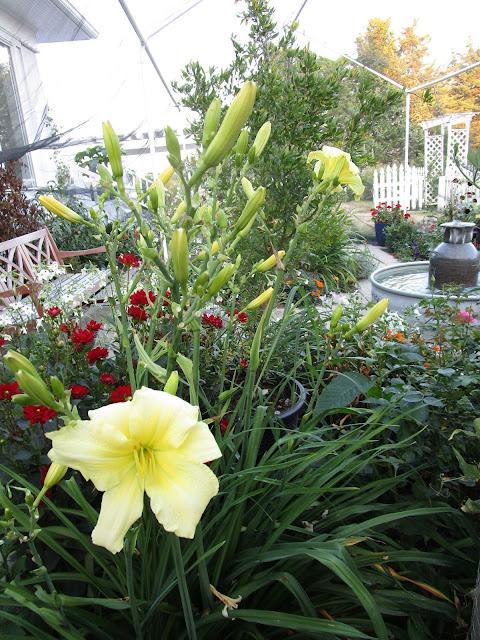 Incorporating Fragrant Flowers for Sensory Appeal