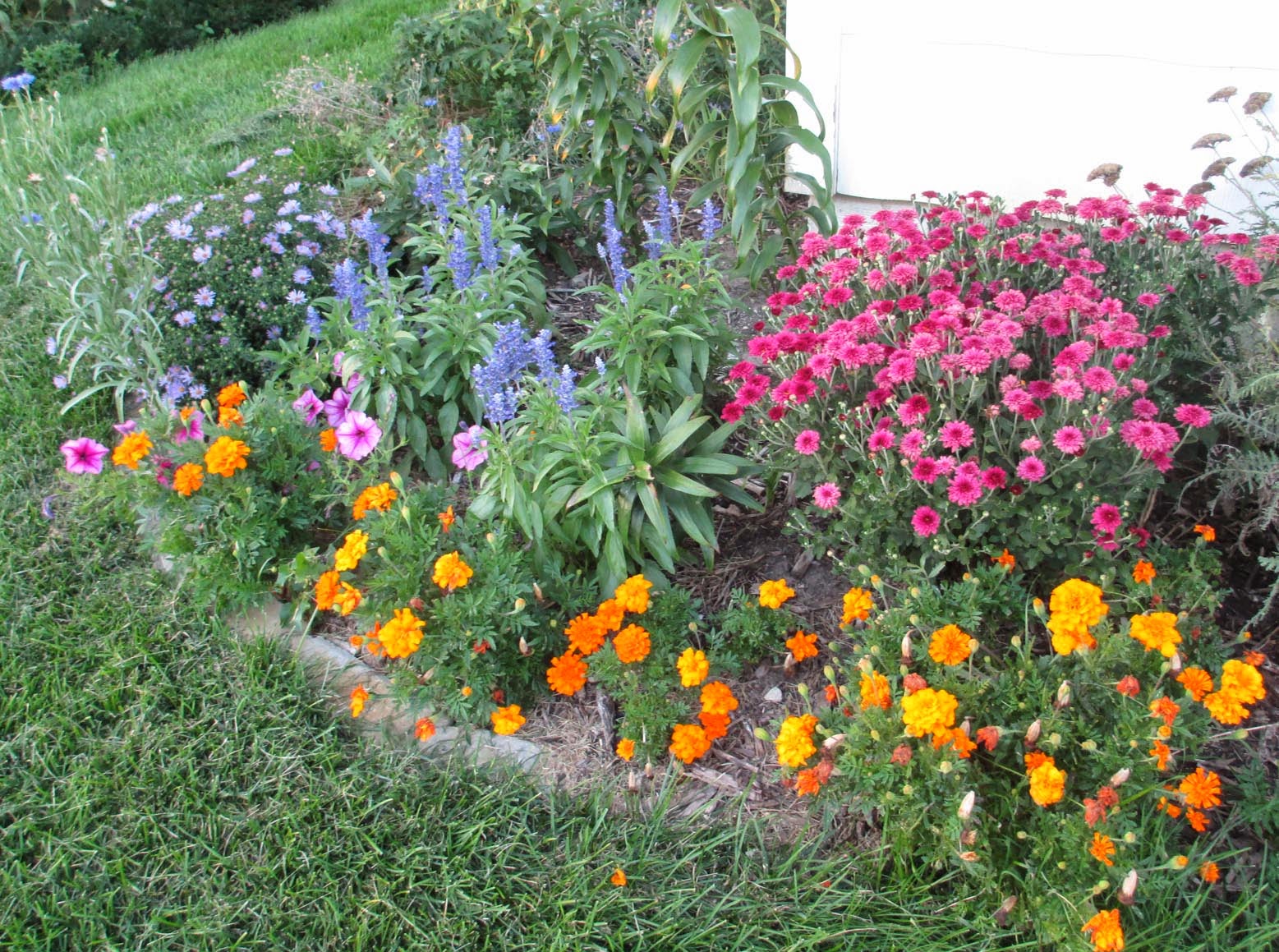 Adding Color with Annuals and Perennials