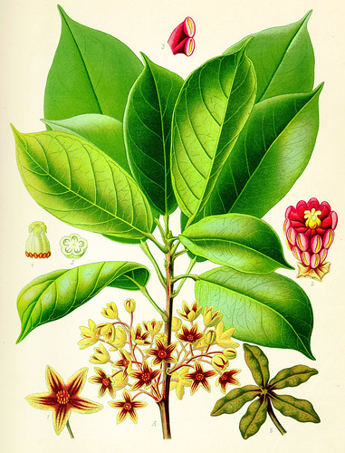 Historical Significance of Medicinal Plants