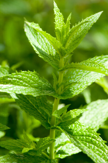 Popular Medicinal Plants and Their Uses