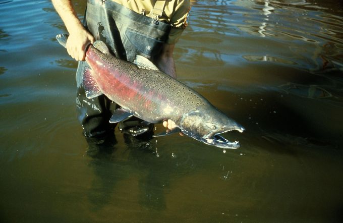 The Economic Impact of Salmon Fishing